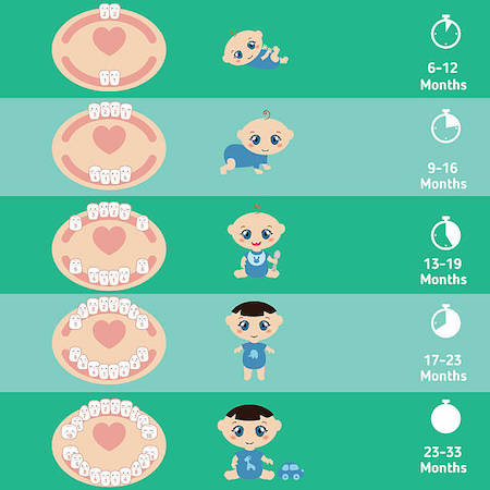 Baby Teeth Eruption Timing